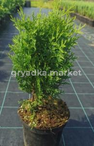 Туя западная Колумна H60 С3 (Монблан)