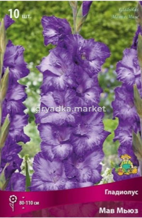 Гладиолус Мав Мьюз