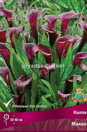 Калла Макао 2шт (винно-бордовый) 
