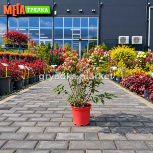 Гортензия метельчатая Металлика С3