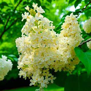 Сирень обыкновенная Примроуз C12 1