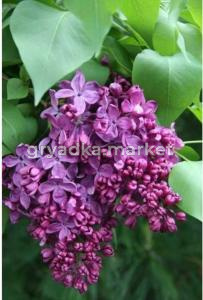 Сирень обыкновенная Индия с3