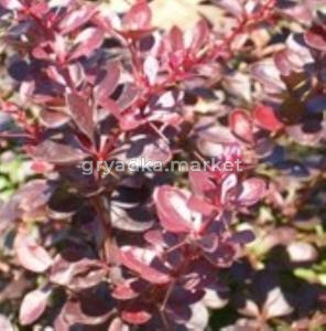 Барбарис тунберга Ред Диджей С3 (ПДИ)