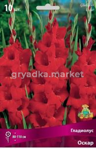 Гладиолус Оскар 10шт 10-12