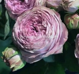 Роза английская Блоссом Бабблс v5 Lav