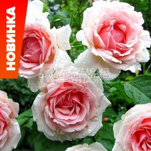 Роза Баллада 1шт чайно-гибридная (Сем Алт)