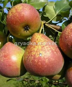 Груша Мраморная (раннеосеннее) П20 (Питомник Малахит)