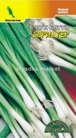 Лук батун Спринтер новинка! Цвет.сад 