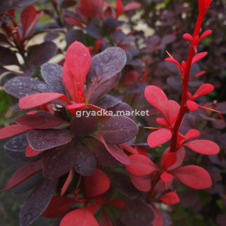 Барбарис Тунберга Ред Пиллар с2 (Никитенко)