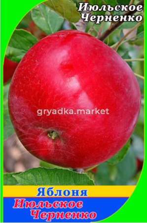 Яблоня Июльское Черненко 2022 гп раннелетний сорт (V8) (ПДИ)