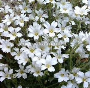 Ясколка войлочная, С3 (Питомник Малахит)