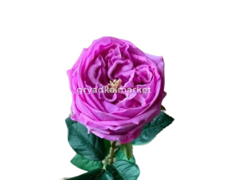 Искусственные цветы Роза из силикона h72см