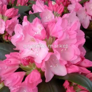 Рододендрон якушиманский Калинка C 5 30-40 1
