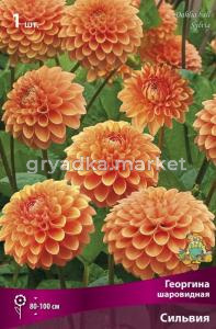 Георгина шаровидная Сильвия (100см, диаметр 10см, оранжевый)
