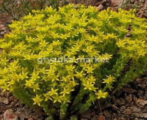 Седум (очиток) едкий, С2-С3