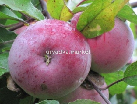Яблоня Белорусское малиновое 2019 гп позднезимний сорт пакет (V26)