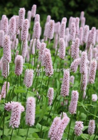 Горец змеиный Superba, C3