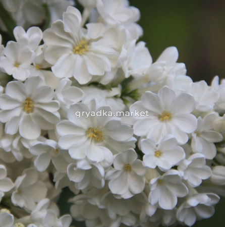 Сирень обыкновенная Рочестер с3 (Никитенко)