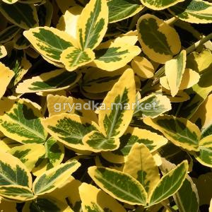 Бересклет форчуна Эмеральд Голд C 3 20-30 1