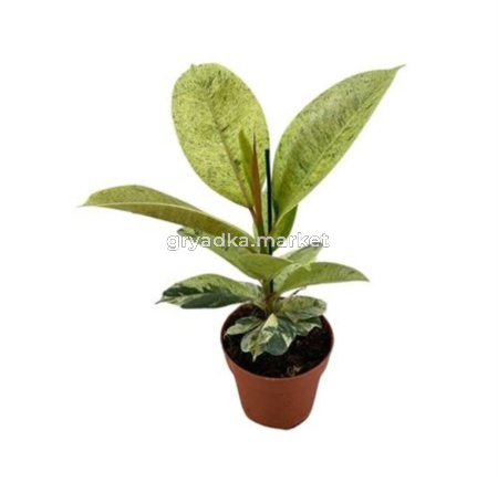 Фикус Бен Одри (с закрученным стеблем) С17 Н65