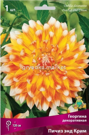 Георгина декоративная Пичиз энд Крим (яркий, персиково-жёлтый с красными штрихами и белыми, 1шт, I)