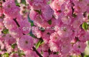 Луизеания трехлопастная (миндаль махровый) Розовый шар, П20 (Питомник Малахит)