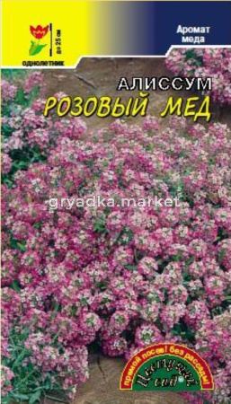 Алиссум Розовый  мед Цвет сад