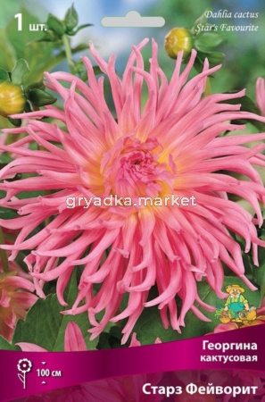 Георгина кактусовая Старз Фейворит