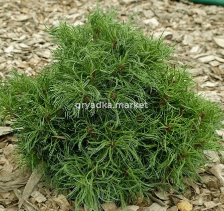 Скриншот 21-04-2026 131832