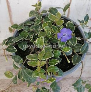 Барвинок Мунлайт (Лавандовая ферма)