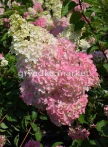 Гортензия метельчатая Фрайз Мелба с2 (Никитенко)