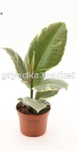 Фикус Эластика Тинеке С12 Н35