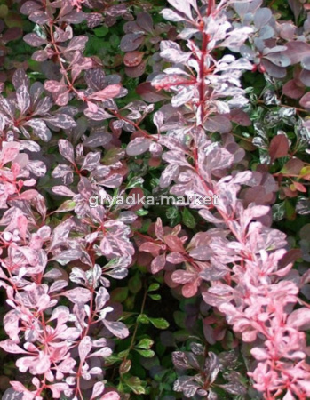 Барбарис Тунберга (Berberis thunbergii Rosy Rocket) C3 Н30 - 40