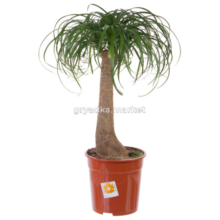 Нолина штамбовая, пал. (D-35; H-160)