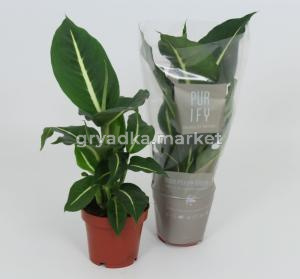 Диффенбахия Грин Мэджик С12 Н40