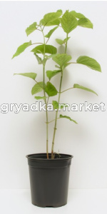 Скриншот 25-04-2023 144749