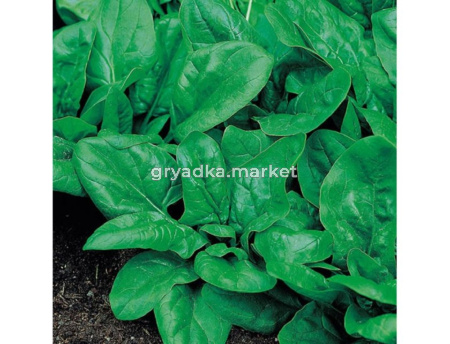 Шпинат Матадор 3г Ср (Аэлита)