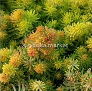 Седум (очиток) отогнутый Yellow Cushion, С3