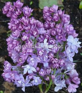 Скриншот 21-04-2026 131959