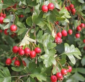 Боярышник однопестичный с2 (Никитенко)