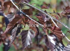 Берёза повислая Роял Фрост С7.5 30-40cm (ПДИ)