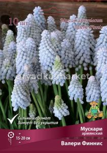 Мускари Армянский Валери Финнис 7-8-К 10шт