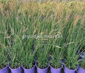 Молиния голубая 