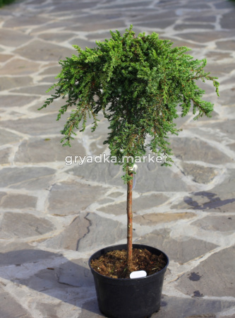 Можжевельник на штамбе B100 h180