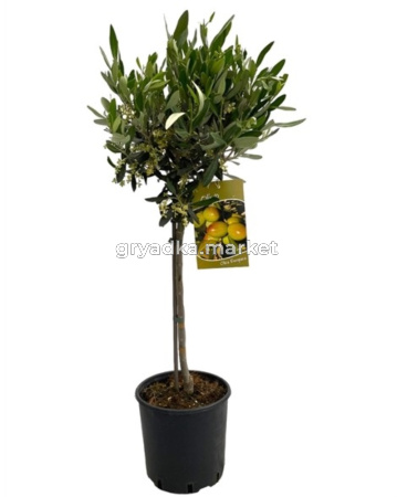 Olea Europaea On Stem