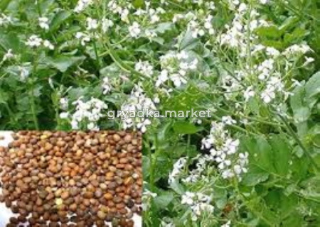 Редька масличная сорт Тамбовчанка 0,5кг.-12