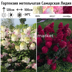 Гортензия метельчатая Самарская Лидия С45 ГлХ