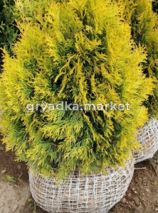 Туя западная Голден Смарагд (Thuja occ. Golden Smaragd 60+ см WRB)