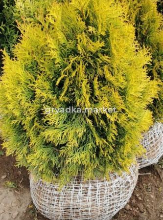 Туя западная Голден Смарагд (Thuja occ. Golden Smaragd 60+ см WRB)