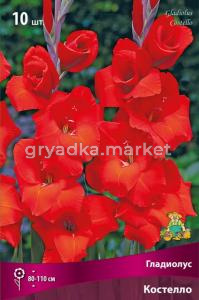 Гладиолус крупноцветковый Костелло 10шт (красный окрас, 10-12)
